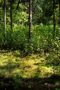 Preview wallpaper trees, leaves, forest, grass, nature