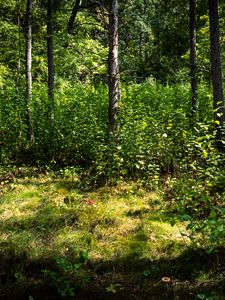 Preview wallpaper trees, leaves, forest, grass, nature