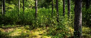 Preview wallpaper trees, leaves, forest, grass, nature