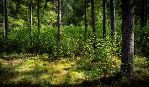 Preview wallpaper trees, leaves, forest, grass, nature