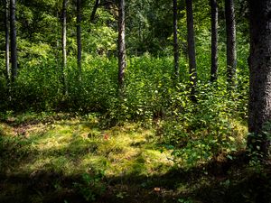 Preview wallpaper trees, leaves, forest, grass, nature
