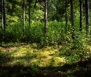 Preview wallpaper trees, leaves, forest, grass, nature