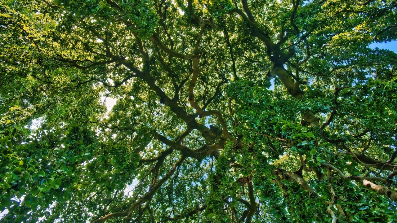Wallpaper trees, leaves, light, nature