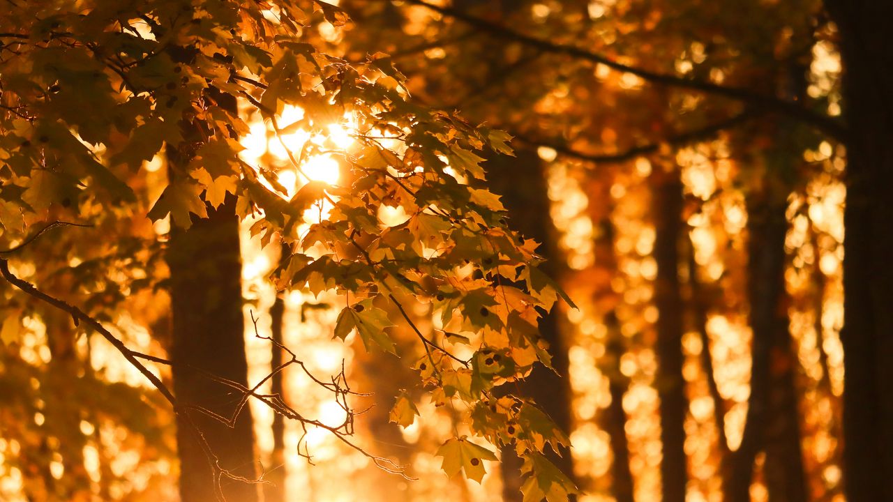 Wallpaper trees, leaves, light, autumn, macro