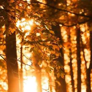 Preview wallpaper trees, leaves, light, autumn, macro