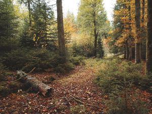 Preview wallpaper trees, leaves, log, autumn