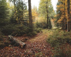 Preview wallpaper trees, leaves, log, autumn
