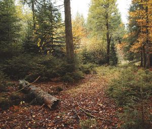 Preview wallpaper trees, leaves, log, autumn