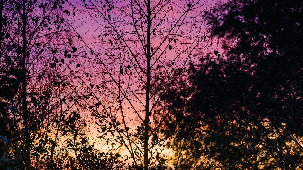 Wallpaper trees, leaves, silhouettes, evening, sky