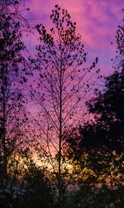 Preview wallpaper trees, leaves, silhouettes, evening, sky