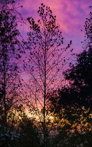 Preview wallpaper trees, leaves, silhouettes, evening, sky