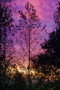 Preview wallpaper trees, leaves, silhouettes, evening, sky