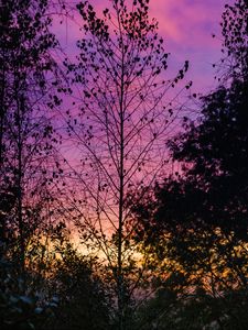 Preview wallpaper trees, leaves, silhouettes, evening, sky