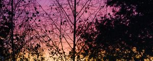 Preview wallpaper trees, leaves, silhouettes, evening, sky