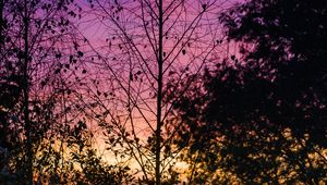 Preview wallpaper trees, leaves, silhouettes, evening, sky