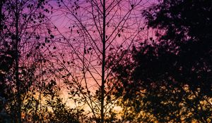 Preview wallpaper trees, leaves, silhouettes, evening, sky