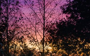 Preview wallpaper trees, leaves, silhouettes, evening, sky