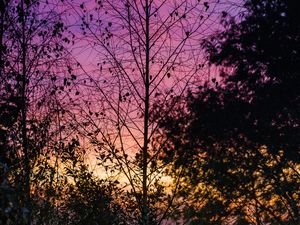 Preview wallpaper trees, leaves, silhouettes, evening, sky