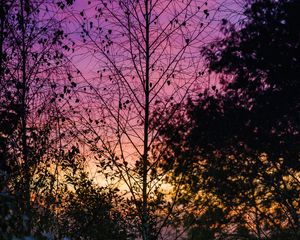 Preview wallpaper trees, leaves, silhouettes, evening, sky