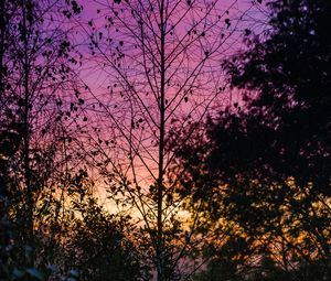 Preview wallpaper trees, leaves, silhouettes, evening, sky