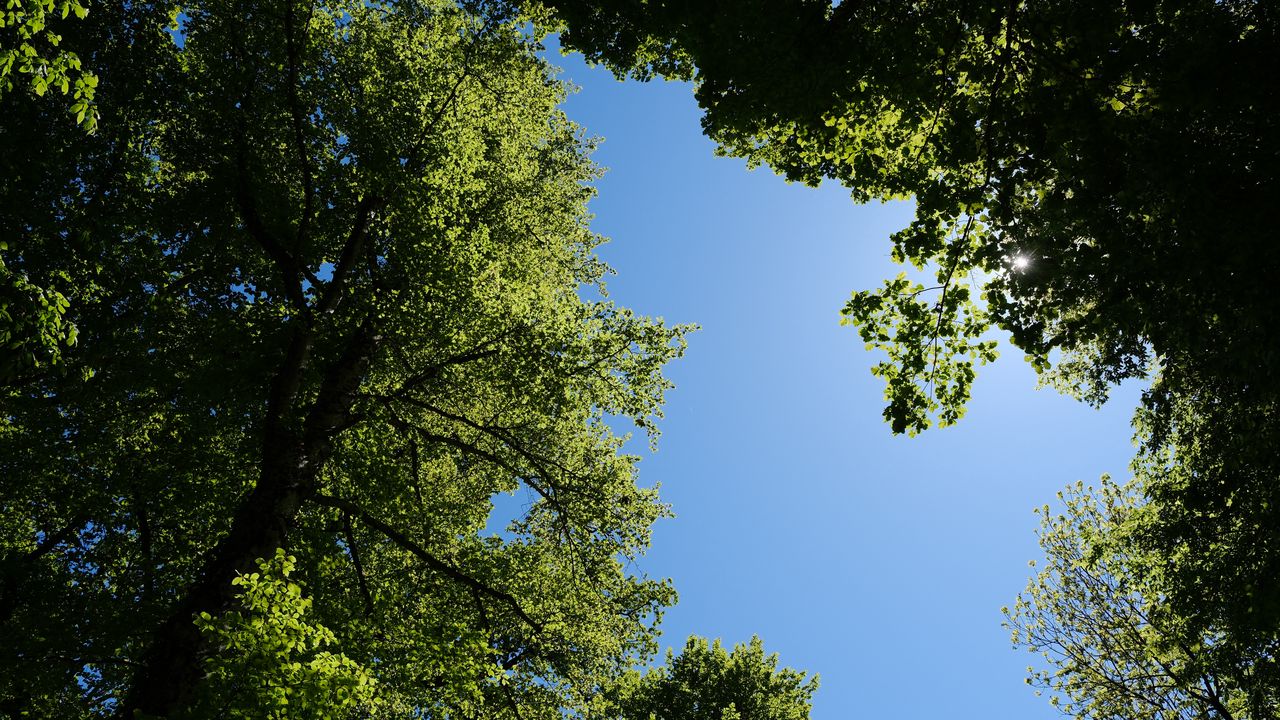 Wallpaper trees, leaves, sky, branches, nature