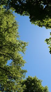 Preview wallpaper trees, leaves, sky, branches, nature