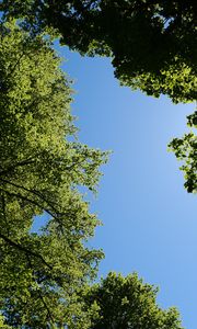 Preview wallpaper trees, leaves, sky, branches, nature