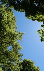 Preview wallpaper trees, leaves, sky, branches, nature