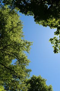 Preview wallpaper trees, leaves, sky, branches, nature