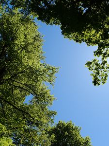 Preview wallpaper trees, leaves, sky, branches, nature