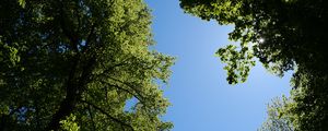 Preview wallpaper trees, leaves, sky, branches, nature
