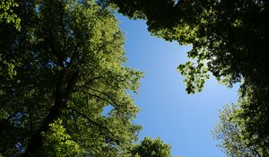 Preview wallpaper trees, leaves, sky, branches, nature