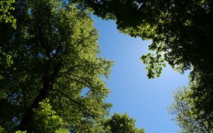 Preview wallpaper trees, leaves, sky, branches, nature