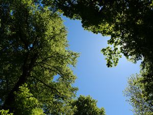Preview wallpaper trees, leaves, sky, branches, nature