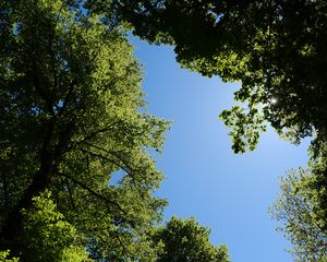 Preview wallpaper trees, leaves, sky, branches, nature