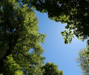 Preview wallpaper trees, leaves, sky, branches, nature