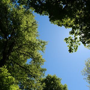 Preview wallpaper trees, leaves, sky, branches, nature