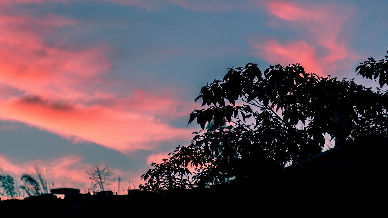 Wallpaper trees, leaves, sunset, sky