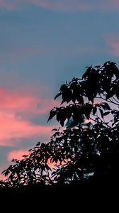 Preview wallpaper trees, leaves, sunset, sky