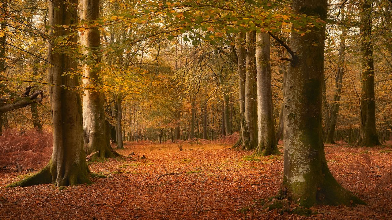 Wallpaper trees, leaves, trunks, autumn