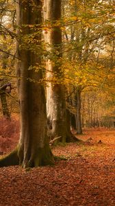 Preview wallpaper trees, leaves, trunks, autumn