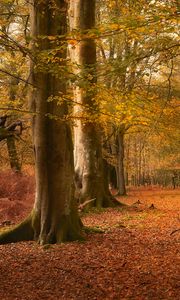 Preview wallpaper trees, leaves, trunks, autumn