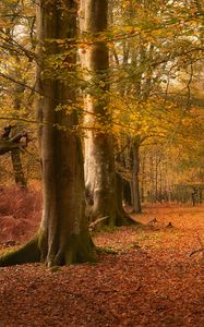Preview wallpaper trees, leaves, trunks, autumn