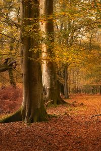 Preview wallpaper trees, leaves, trunks, autumn