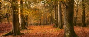 Preview wallpaper trees, leaves, trunks, autumn