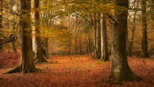 Preview wallpaper trees, leaves, trunks, autumn