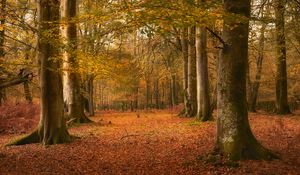 Preview wallpaper trees, leaves, trunks, autumn