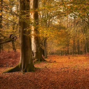 Preview wallpaper trees, leaves, trunks, autumn