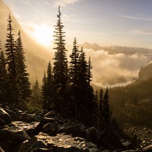 Preview wallpaper trees, light, rays, stones, nature, landscape