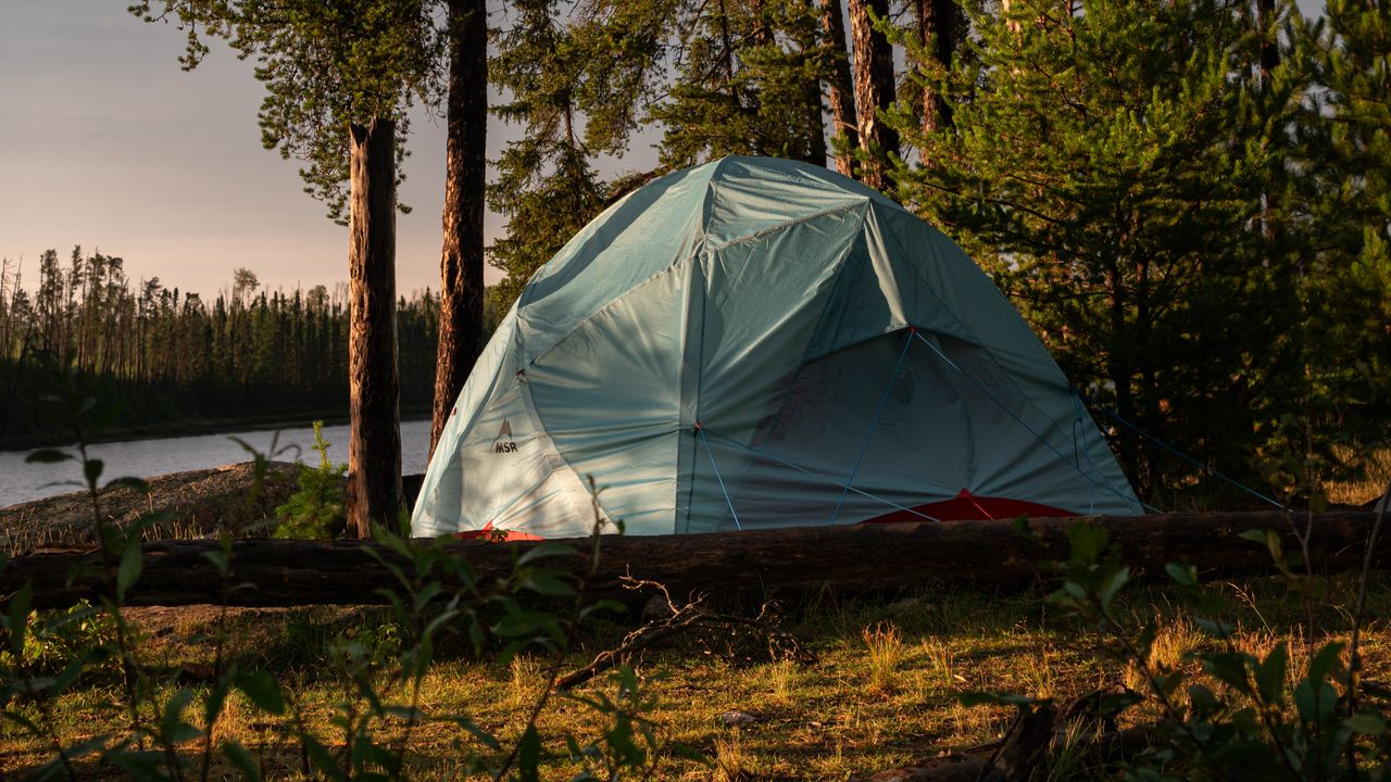 Wallpaper trees, log, nature, tent, sky, light